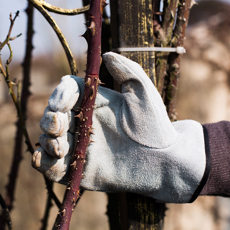 A Pair of Garden Gloves Thorn  - Gardening Glove Waterproof recension och pris
